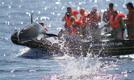 Gezinsvakantie met dolfijnen en walvissen op de Azoren