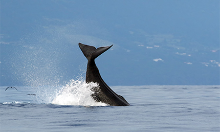 Potvis walvis voor de kust van Pico op de Azoren