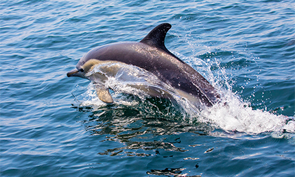 Dolfijnen in Portugal