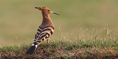 Vogelvakantie in Portugal