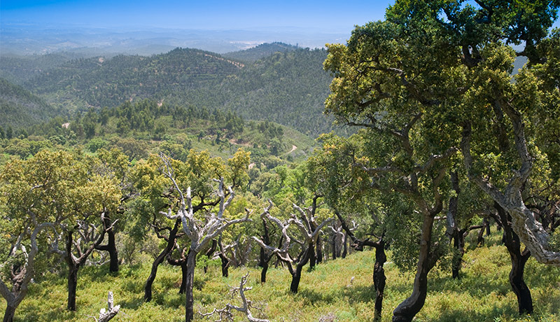 Algarve, Serra de Monchique