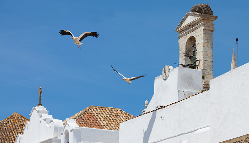 Ooievaars in Portugal