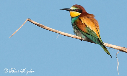 Vogelreis Alentejo, Portugal